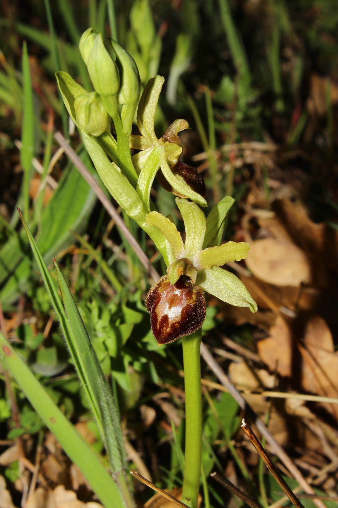 Ophrys arachnitiformis a confronto